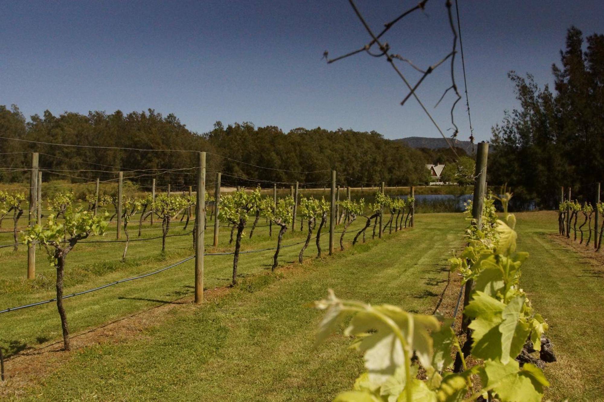 The Carriages Boutique Hotel And Vineyard โพโคลบิน ภายนอก รูปภาพ